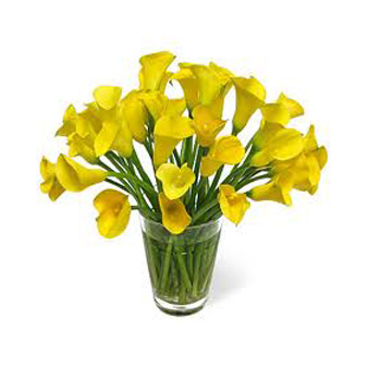 Flowers Auckland Calla Colour bright Lilies flowers delivery flowers delivery - Flowers Auckland