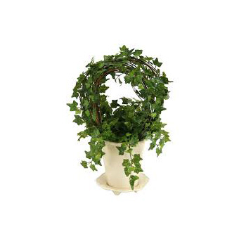 Ivy Topiary Hoop from Flowers Auckland at East Tamaki Ivy Topiary Hoop from Flowers Auckland at East Tamaki flowers delivery - Flowers Auckland