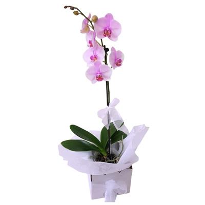 Pink Phalaenopsis Orchid  flowers delivery - Flowers Auckland