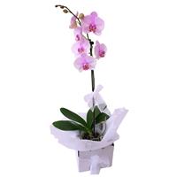 Pink Phalaenopsis Orchid  flowers delivery - Flowers Auckland