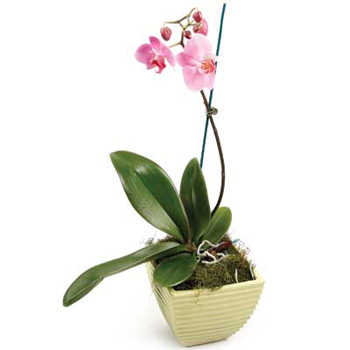 Pink Flowering Orchid Plant at Flowers Auckland Pink Flowering Orchid Plant at Flowers Auckland flowers delivery - Flowers Auckland