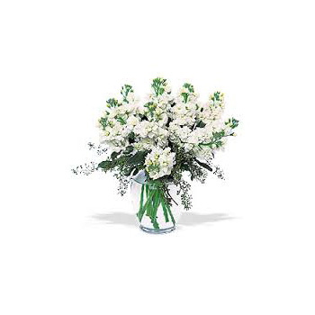 Popular White Stock delivered Auckland wide with Flowers Auckland flowers delivery - Flowers Auckland
