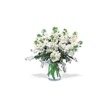 Popular White Stock delivered Auckland wide with Flowers Auckland Popular White Stock delivered Auckland wide with Flowers Auckland flowers delivery - Flowers Auckland
