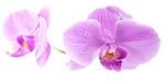 Flowers-Auckland-Orchid-Footer